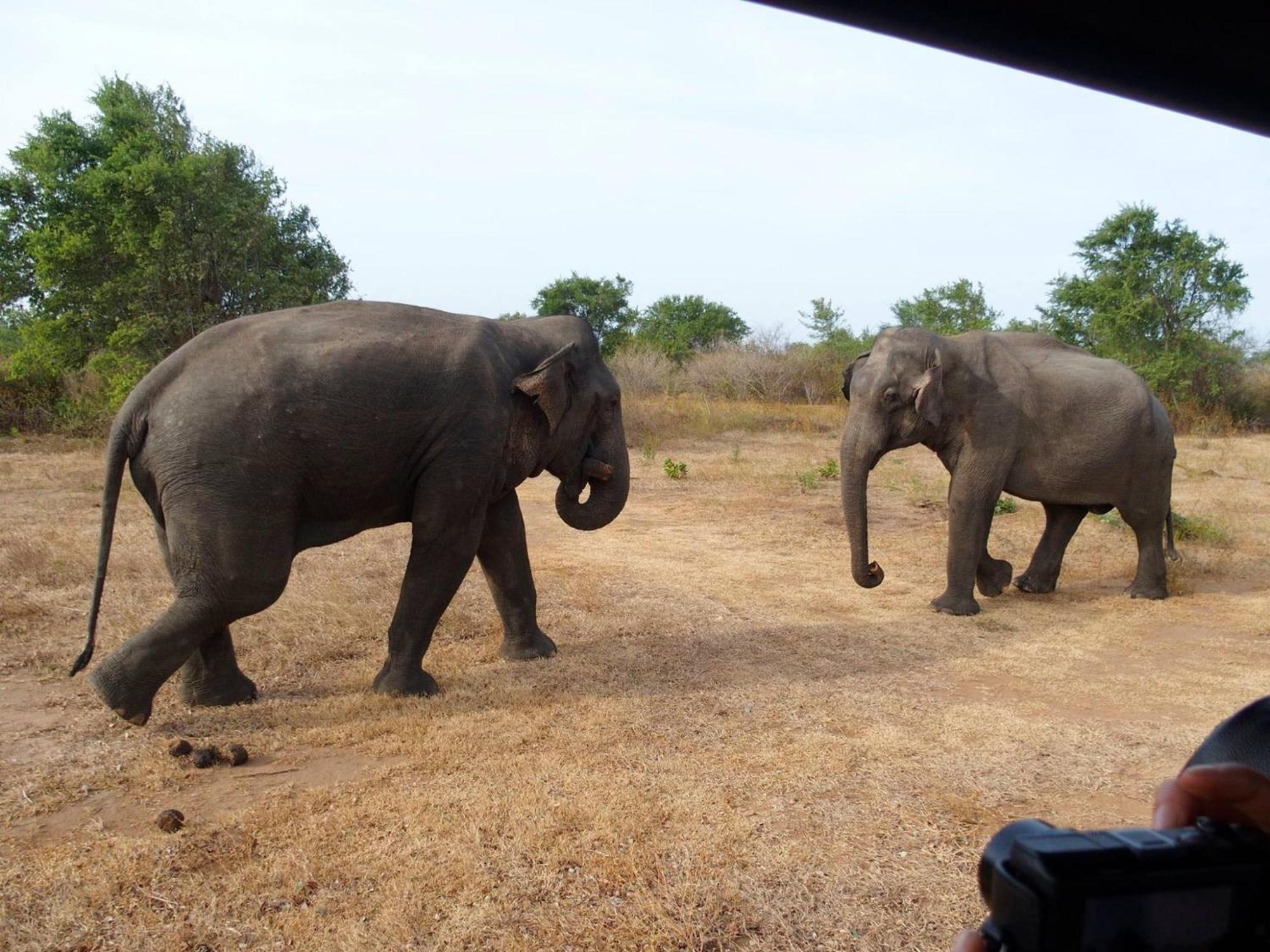 Paramount Safari Cottage Udawalawe Esterno foto