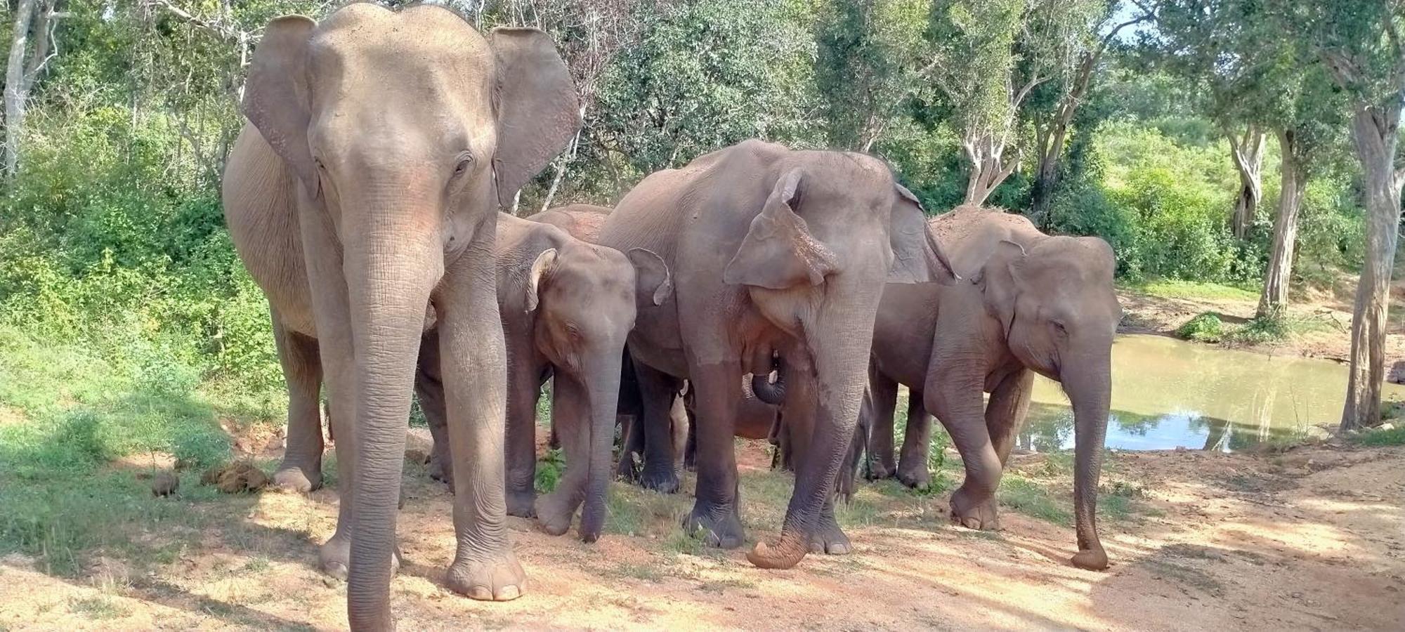 Paramount Safari Cottage Udawalawe Esterno foto